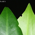 Bruguiera x rhynchopetala (cross between B gymnorhiza and sexangula) in East Trinity (Queensland Australia)<br />Canon EOS KDX (400D) + EFS60 F2.8